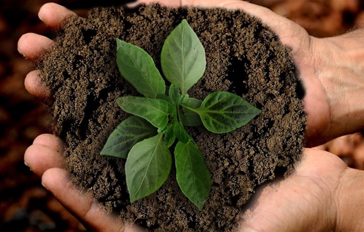 A patch of dirt with a plant being hand by two hands